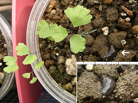 アジアンタムと粘菌