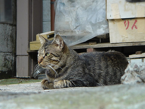 ねこの画像