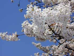 自宅近くの桜の木