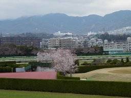 hanshin17