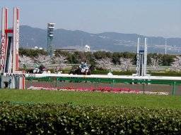 hanshin49