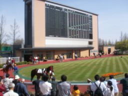 niigata20
