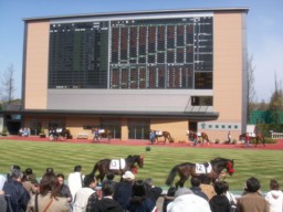 niigata21