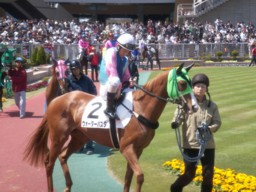 niigata39