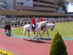 niigata40